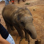 Bebé elefante en Chiang Mai