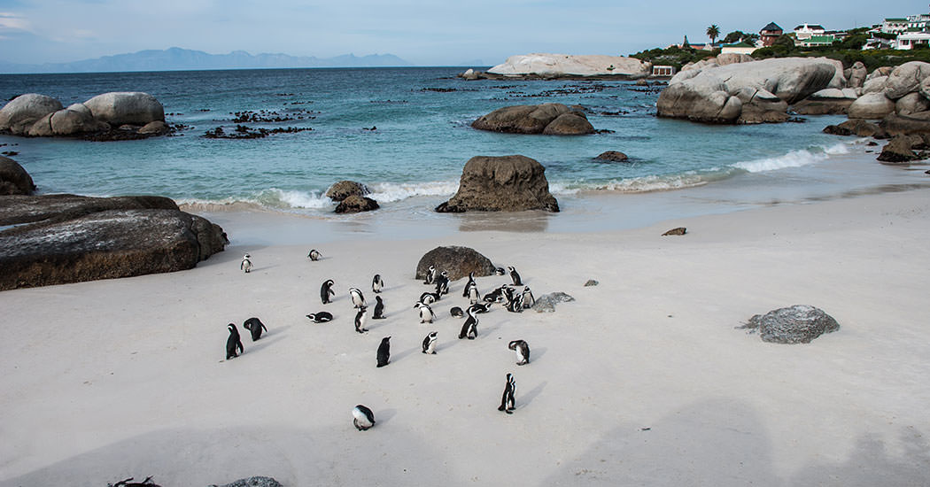 Día 2 Cabo de Buena Esperanza, Cape Point y Simon Town. ¿Qué ver desde Ciudad del Cabo?
