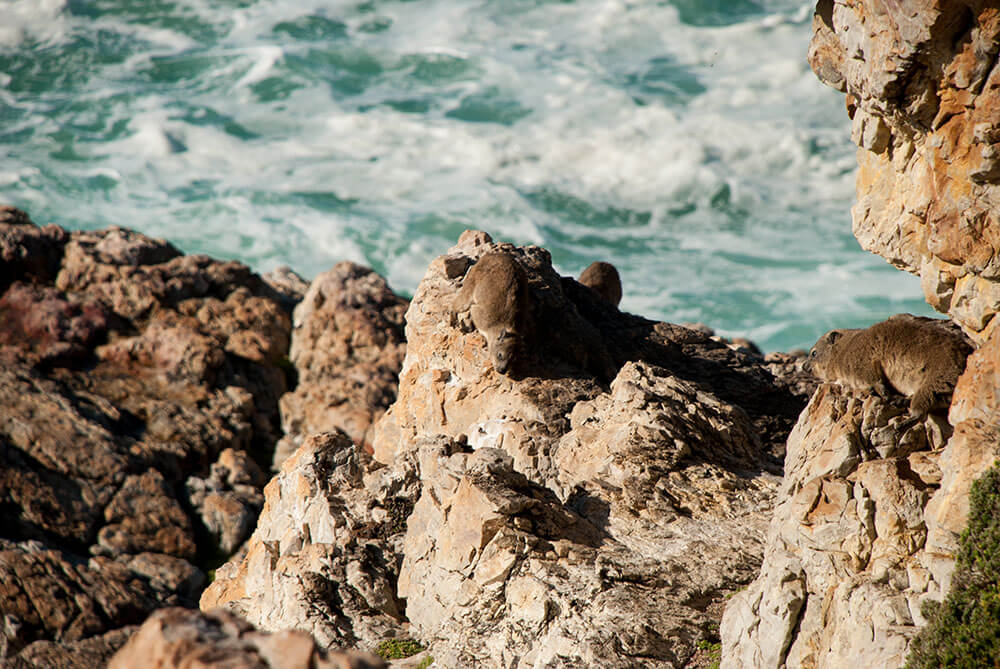 tiburón blanco en sudáfrica