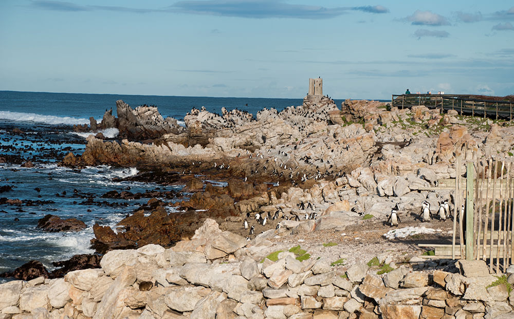 ver ballenas en hermanus bettysbai