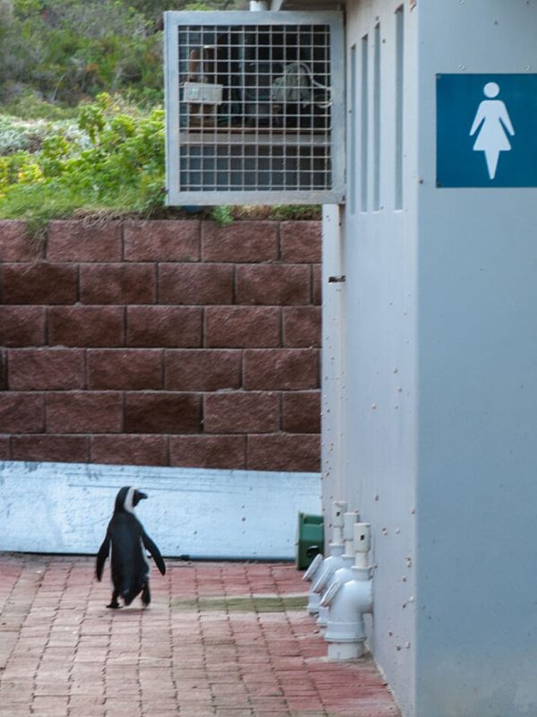 pinguino sudafrica