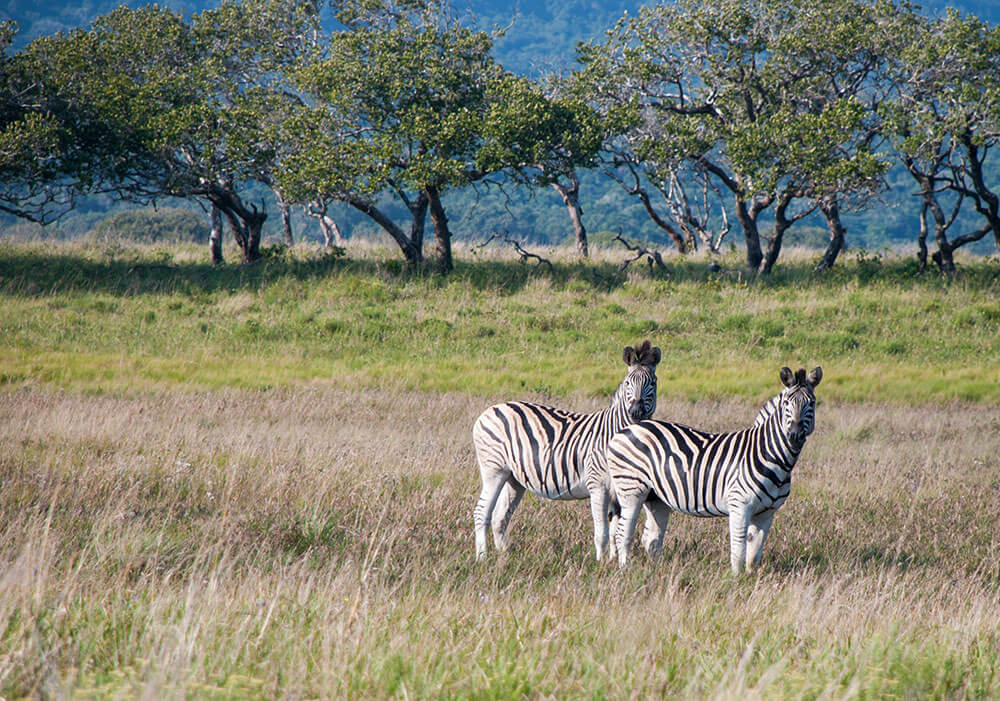 safari fotografico sudafrica
