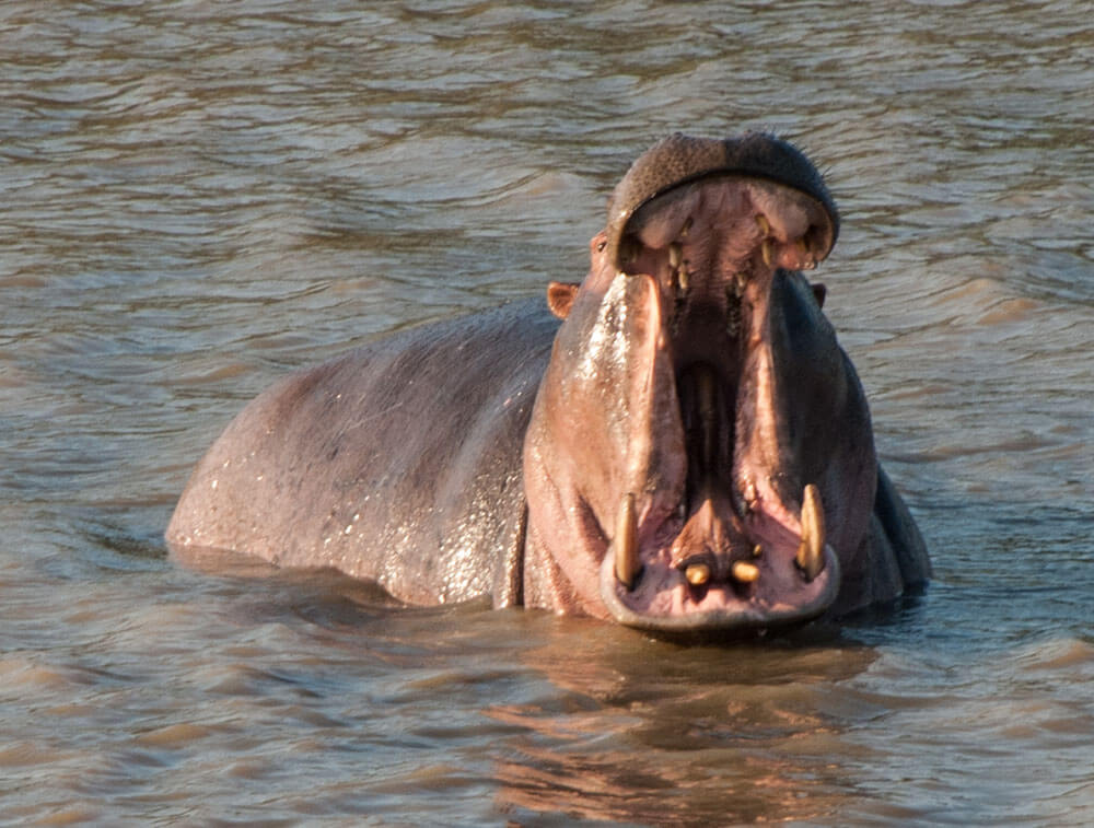 safari fotografico sudafrica