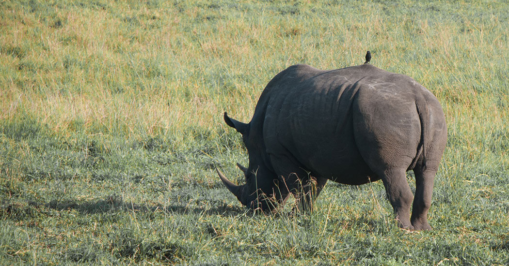 Día 6. Safari fotográfico y crucero entre hipopótamos en iSimangaliso en Sudáfrica
