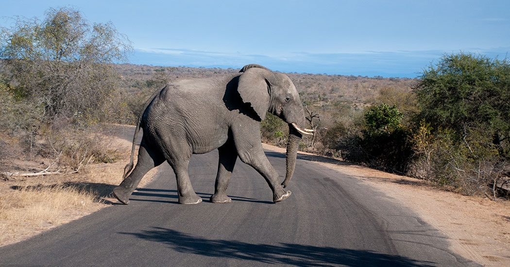 safari parque kruger sudafrica