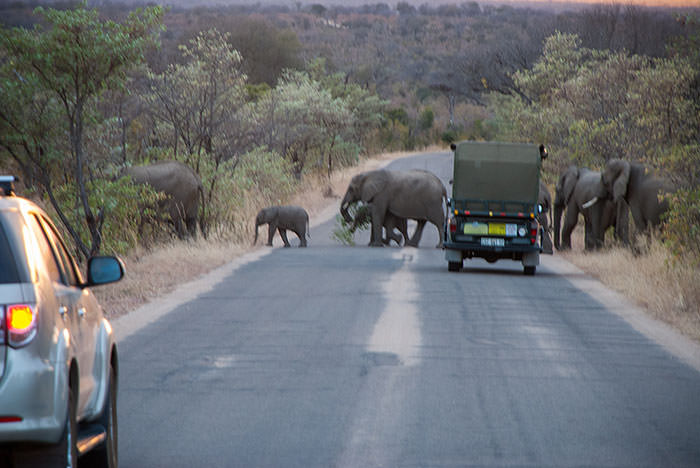 safari sudafrica