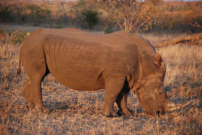 rinoceronte sudafrica