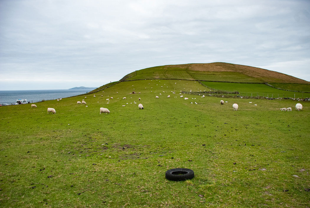 ovejas en irlanda