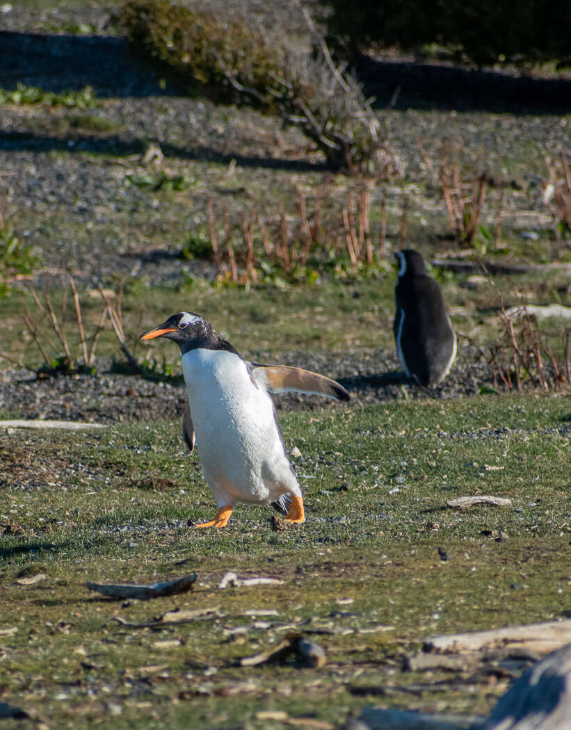 pinguinos en ushuaia