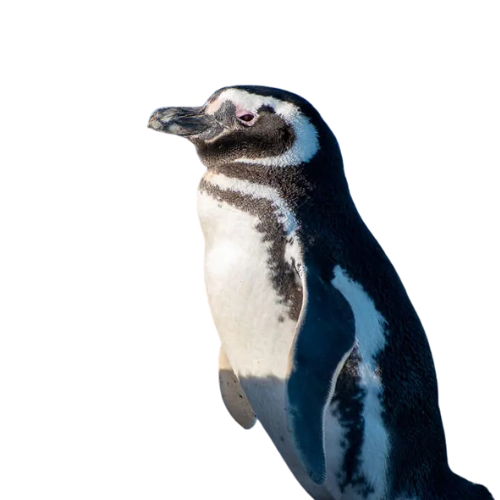 que ver en peninsula valdes