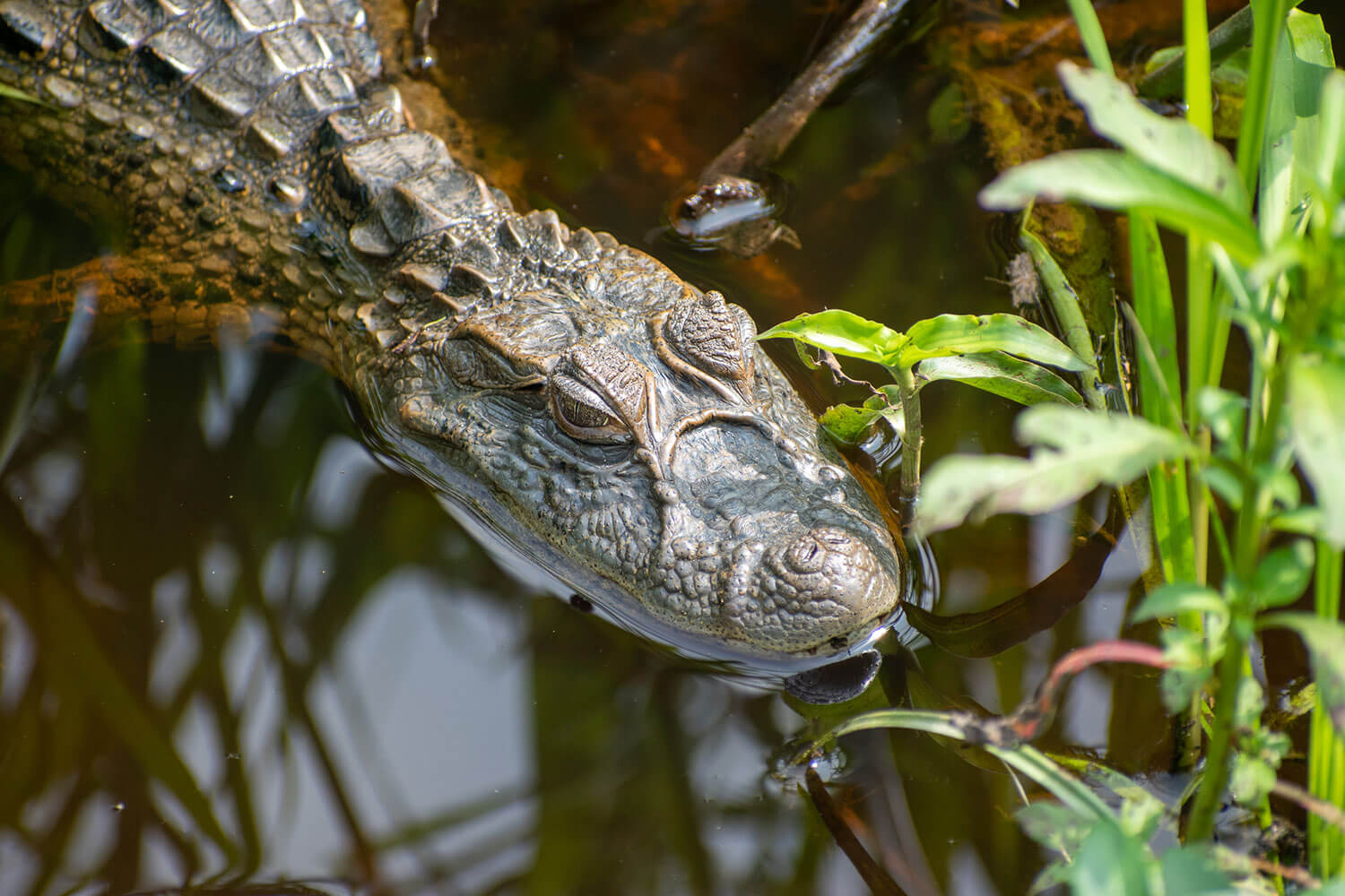 cocodrilo iguazu