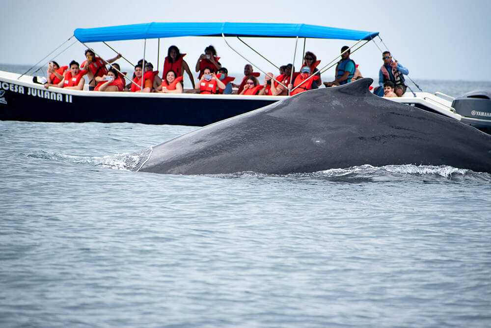 ver ballenas en Costa Rica