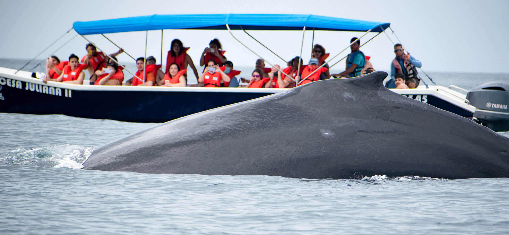 Ver ballenas en Costa Rica, ¿cómo conseguirlo en Marino Ballena?