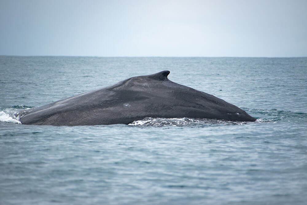avistamiento ballenas costa rica