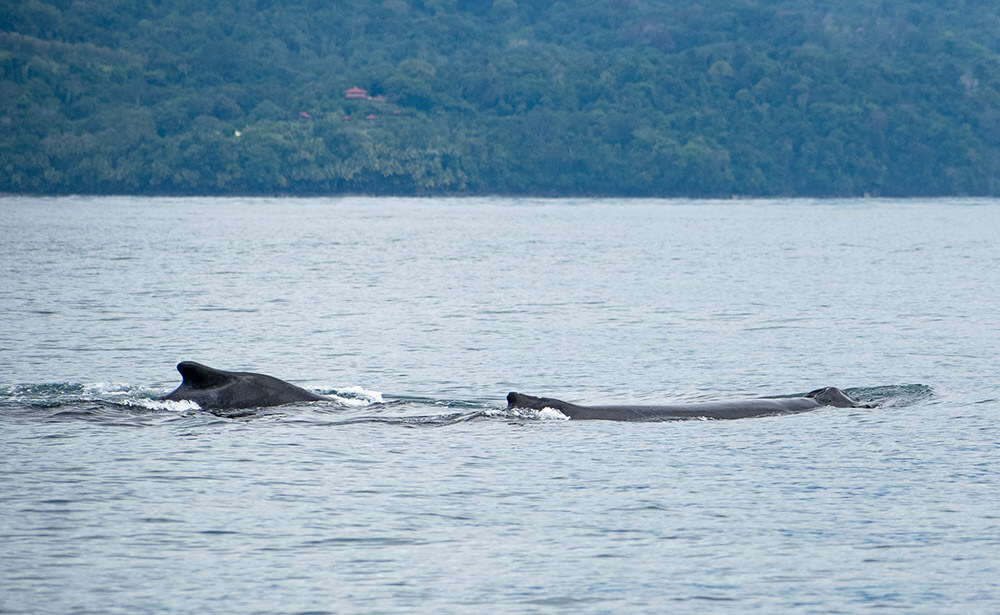 ver ballenas en marino ballena