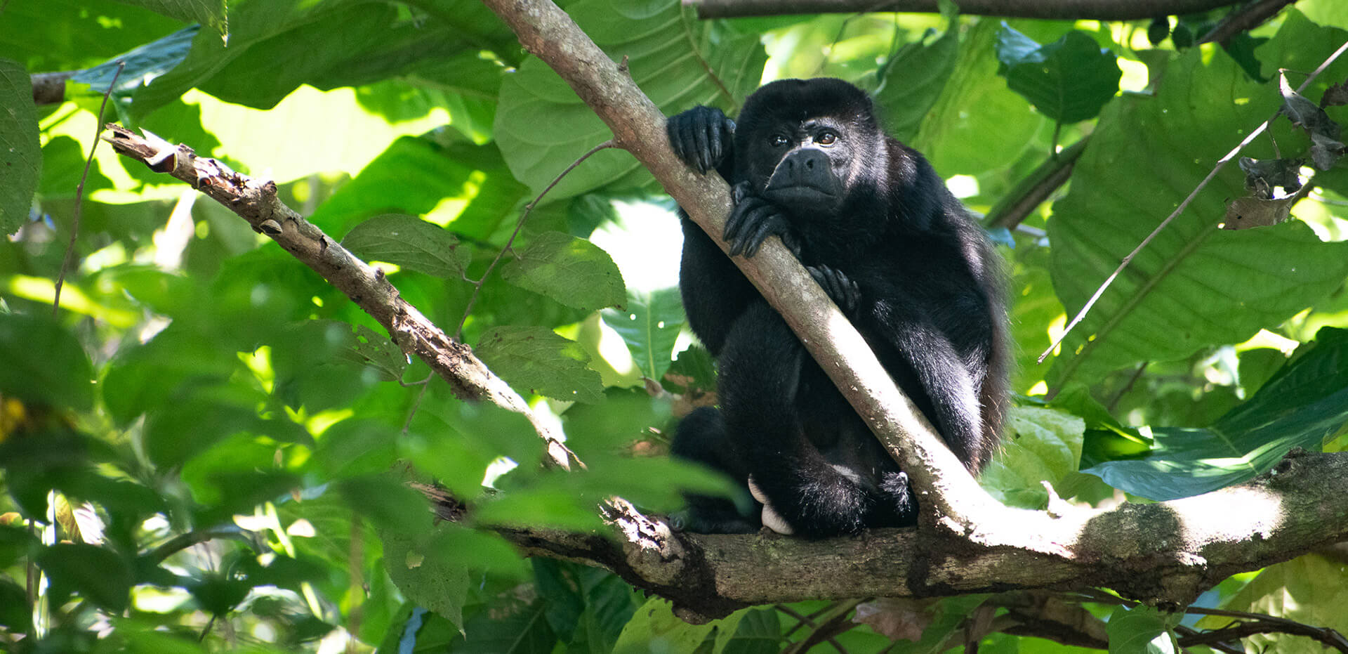 Parque Manuel Antonio, una de las visitas obligadas si viajas a Costa Rica… ¿o no?