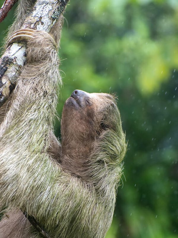 animales de costa rica