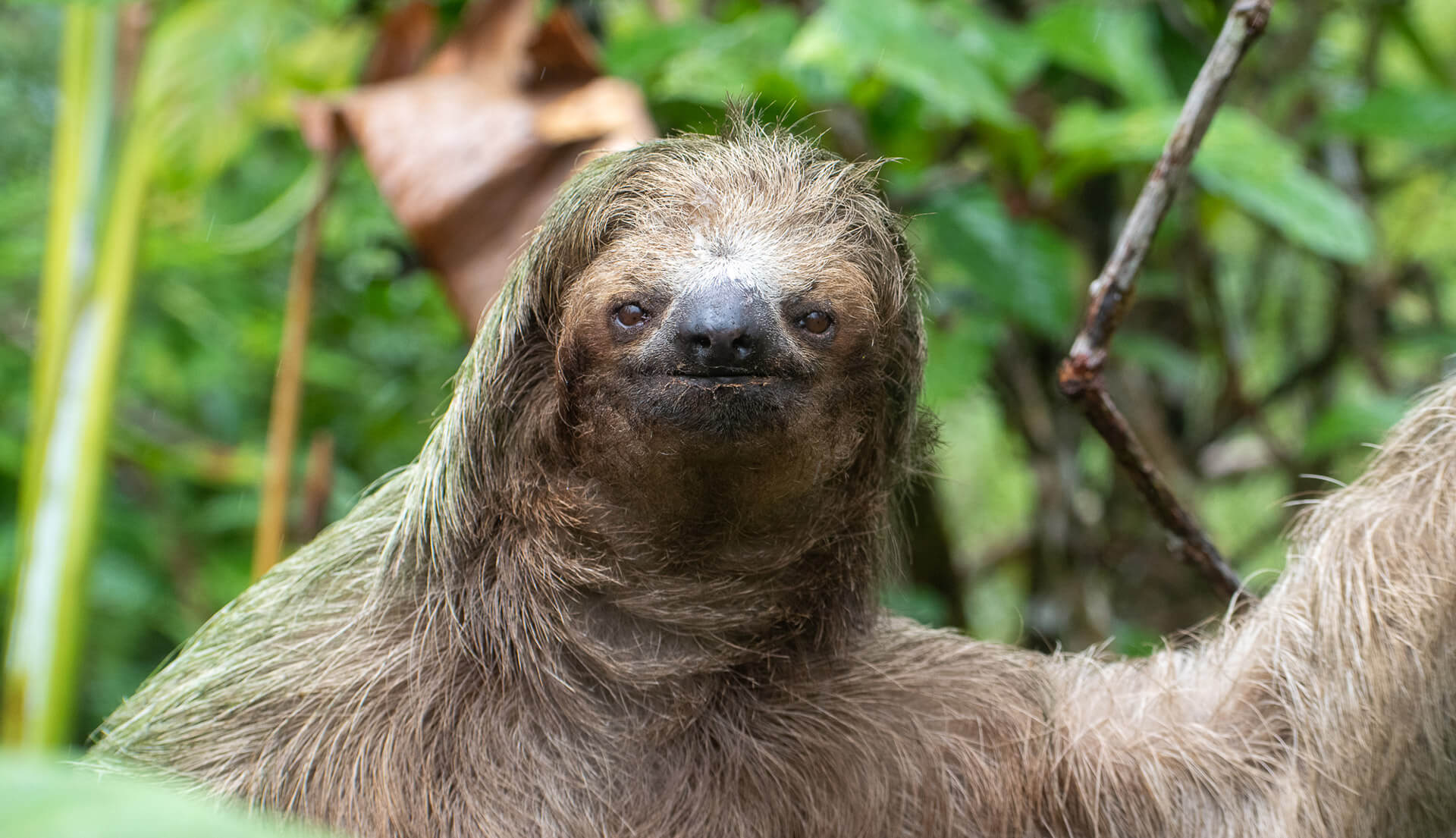 Guía de animales en Costa Rica: fauna y flora del país