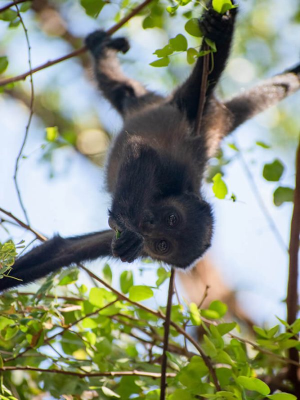 mono costa rica