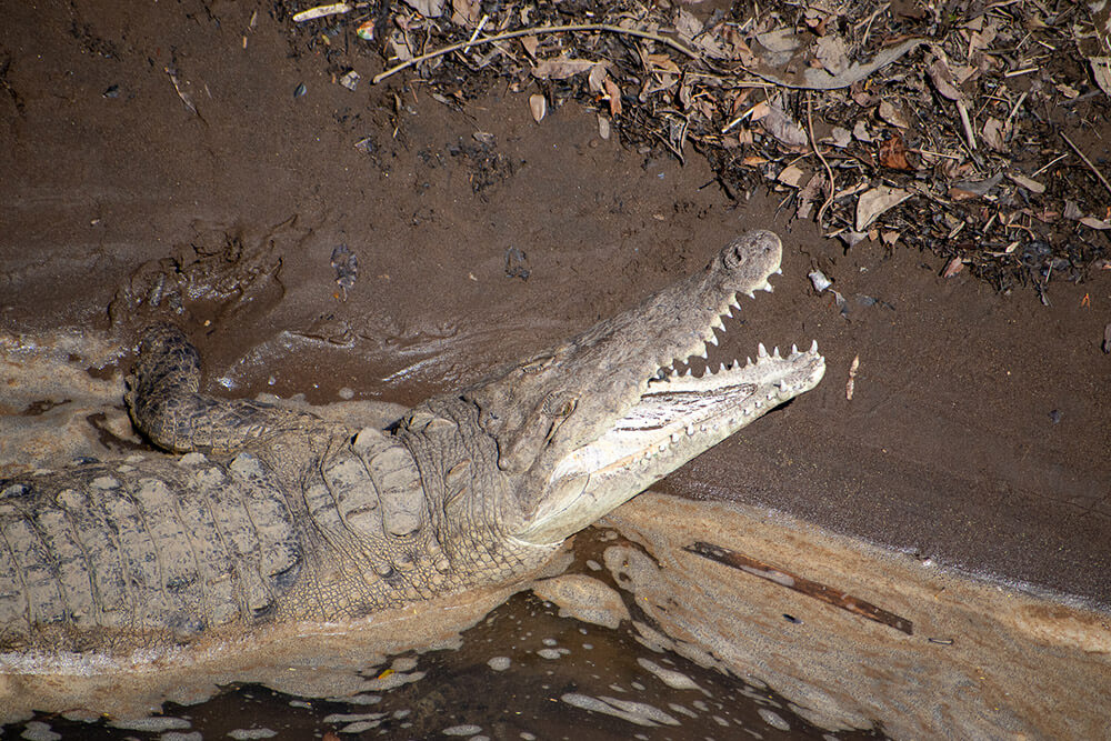 cocodrilo rio tarcoles