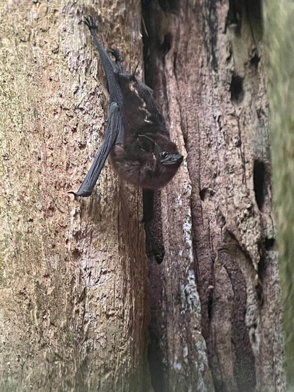 murciélago costa rica