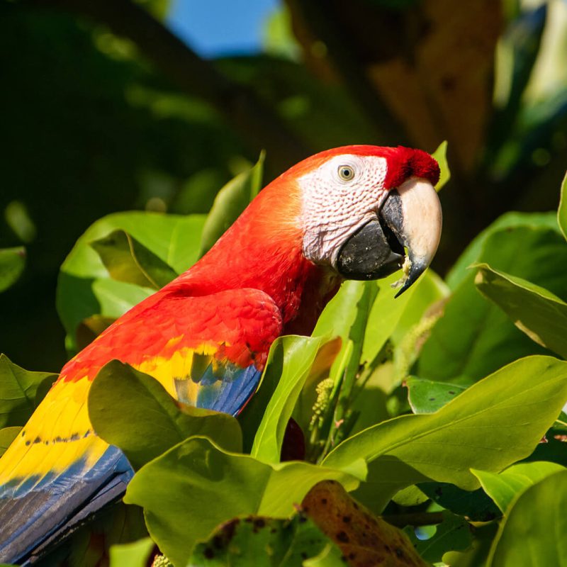 parque carara costa rica