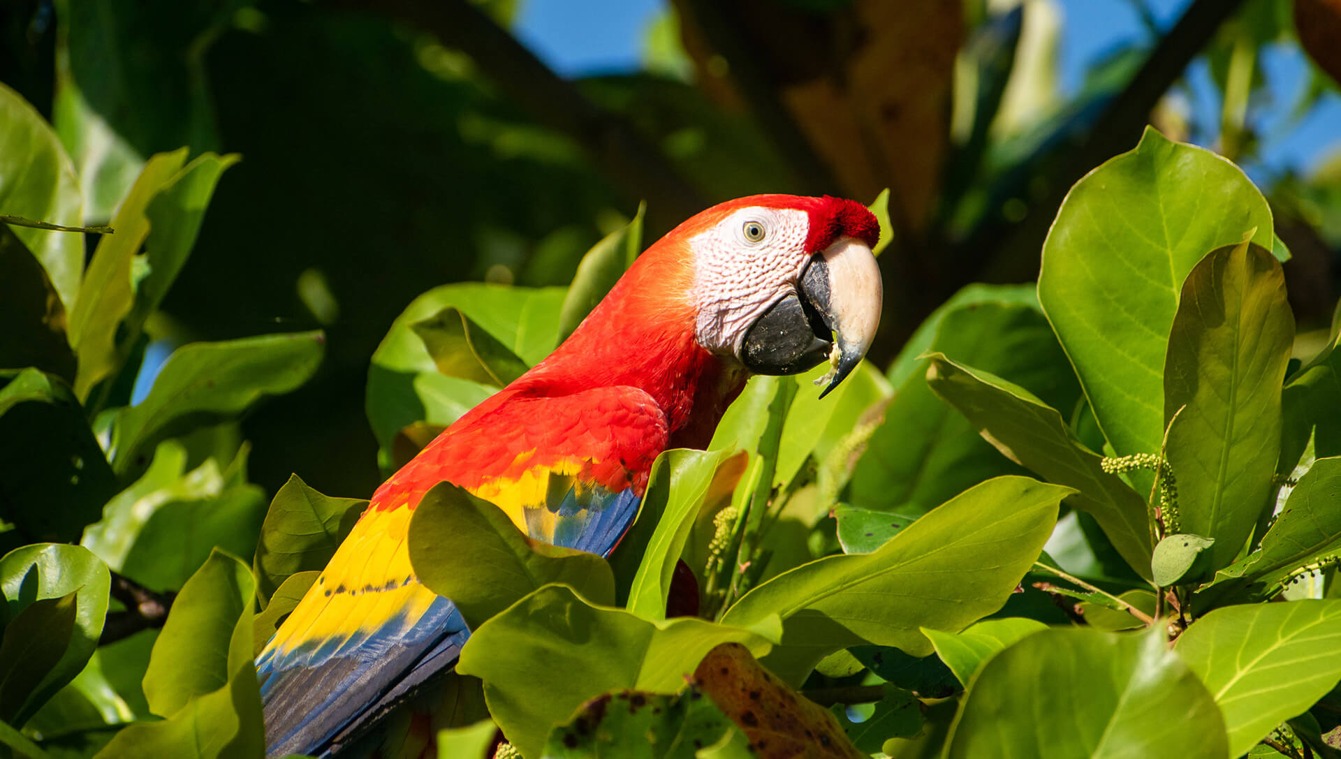 Parque Nacional de Carara, el mejor lugar para avistamiento de aves en Costa Rica