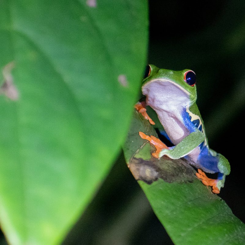 rana de ojos rojos viaje costa rica