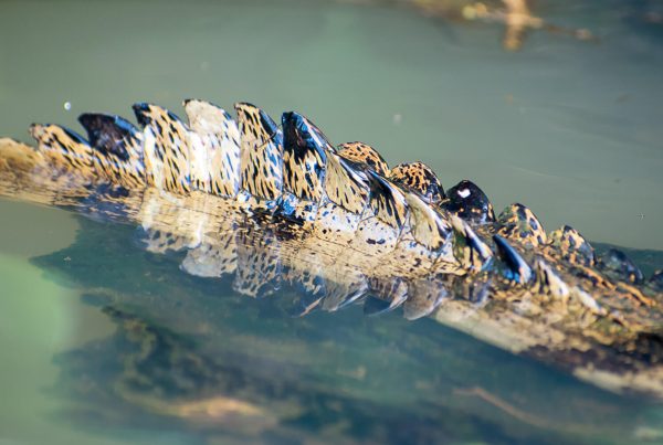 que hacer en tortuguero