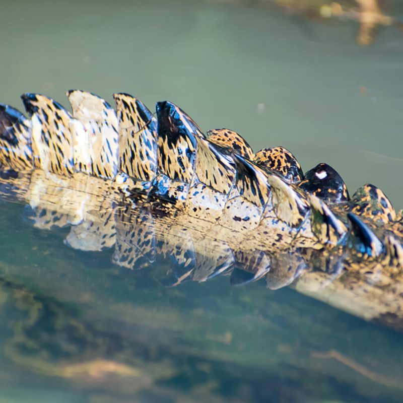 que hacer en tortuguero