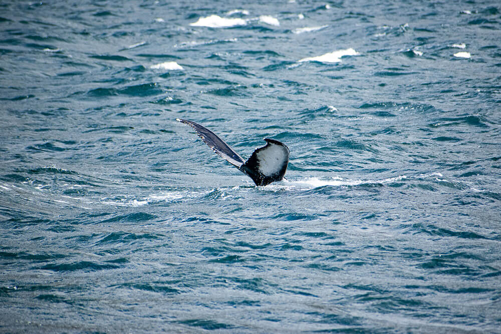 ver ballenas islandia
