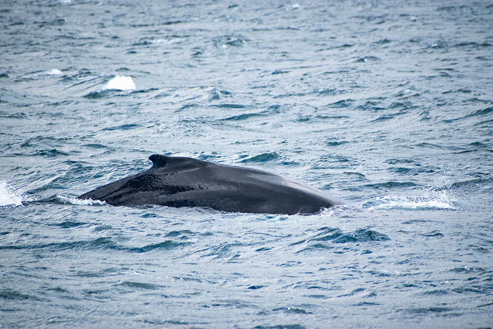 ver ballenas en haugantes