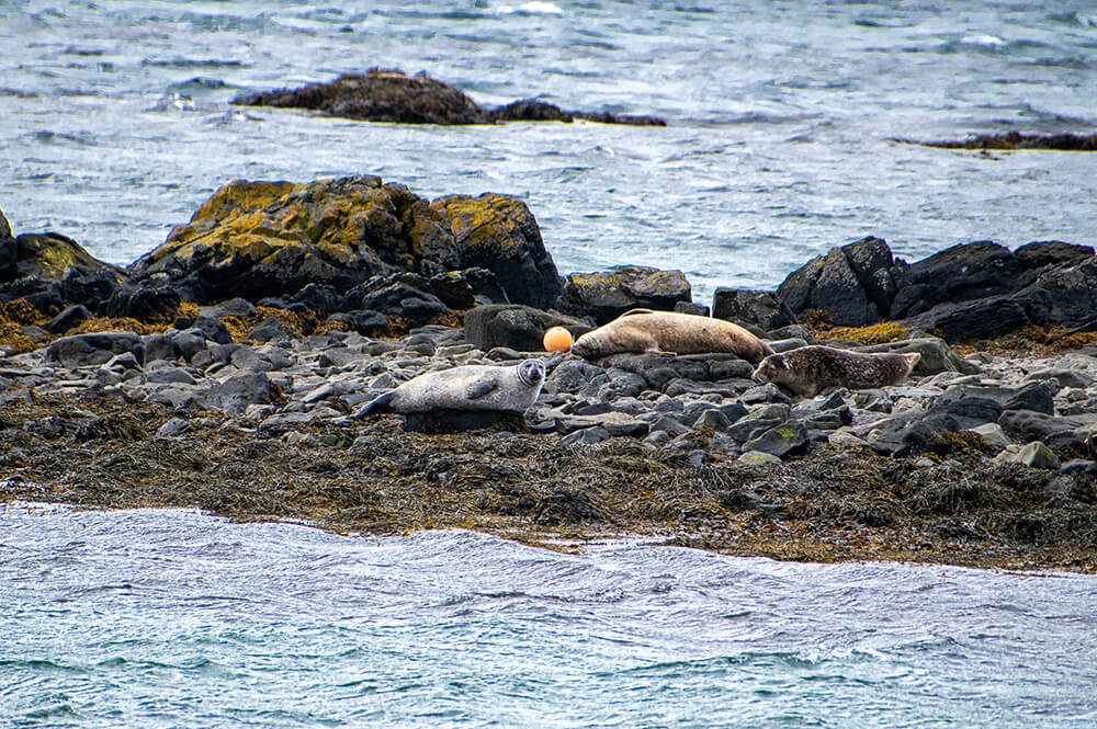 ver focas en islandia