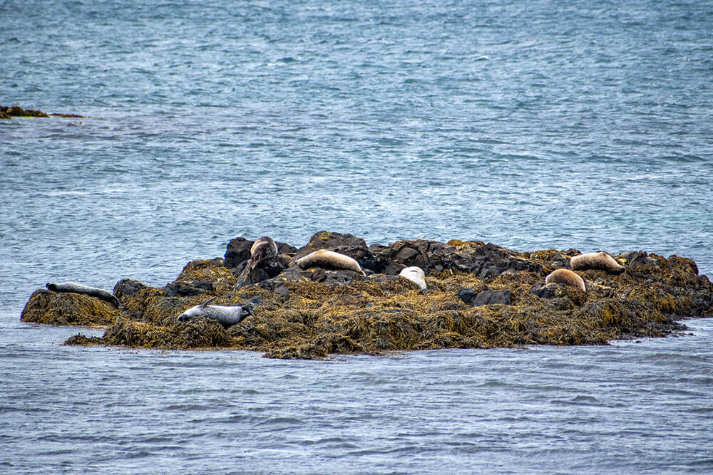 ver focas en el norte de islandia