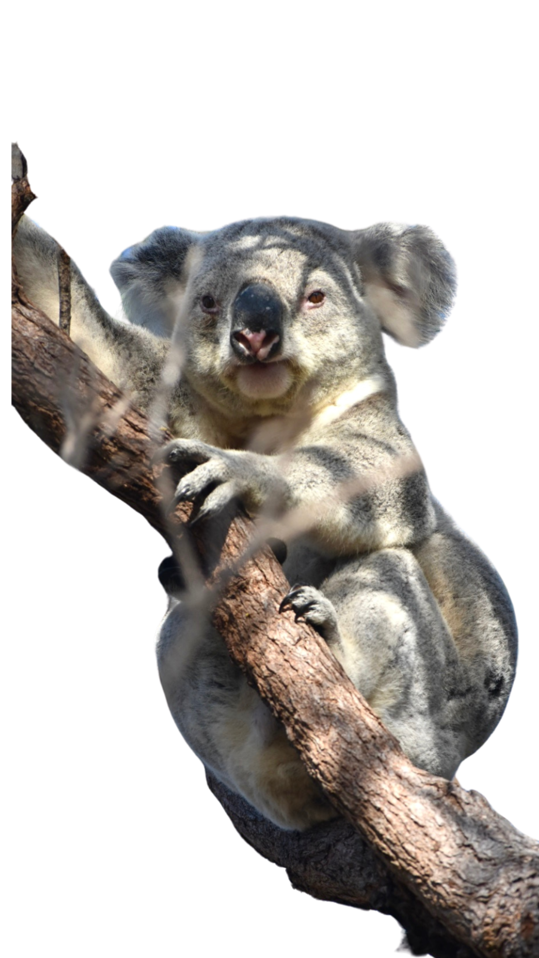 koala