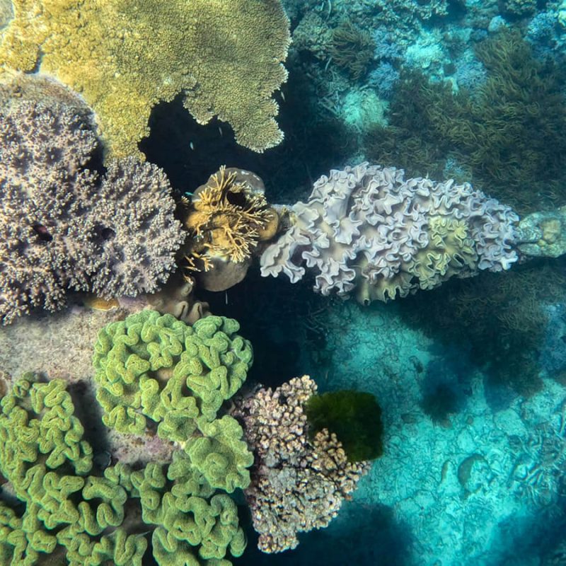 barrera coral australia