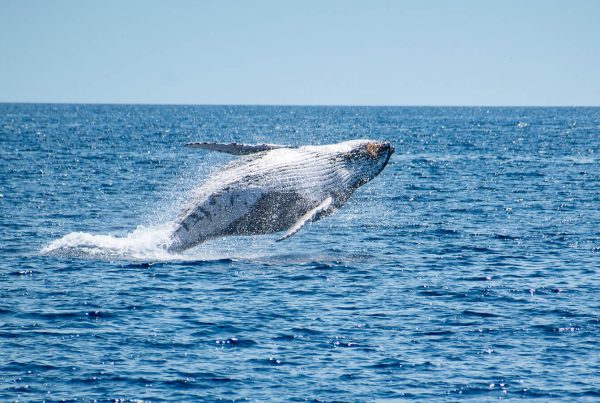 ballena jorobada austrralia