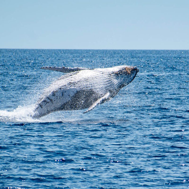 ballena jorobada austrralia