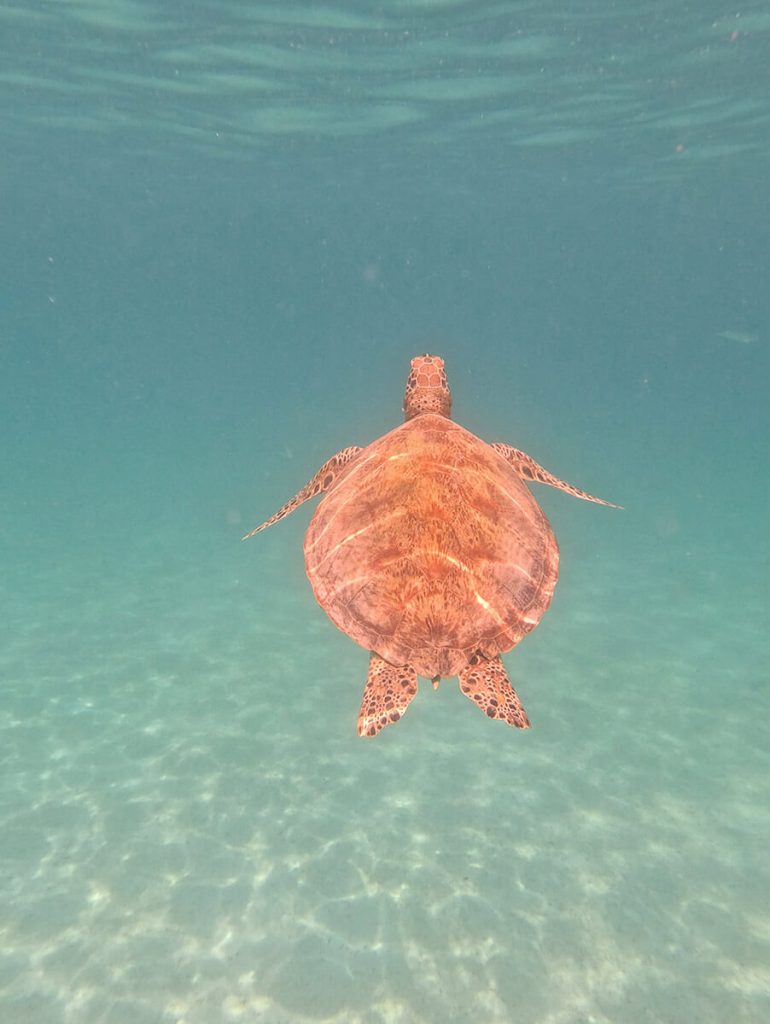 tortuga marina malasia