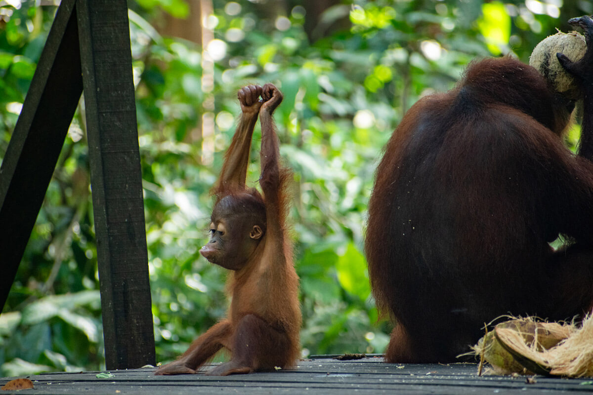 orangutanes en borneo