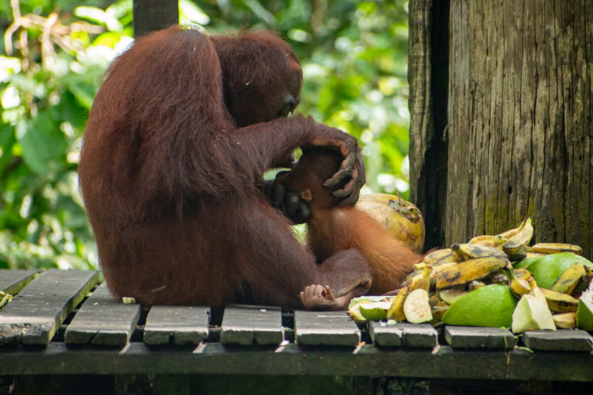 ver orangutanes en borneo