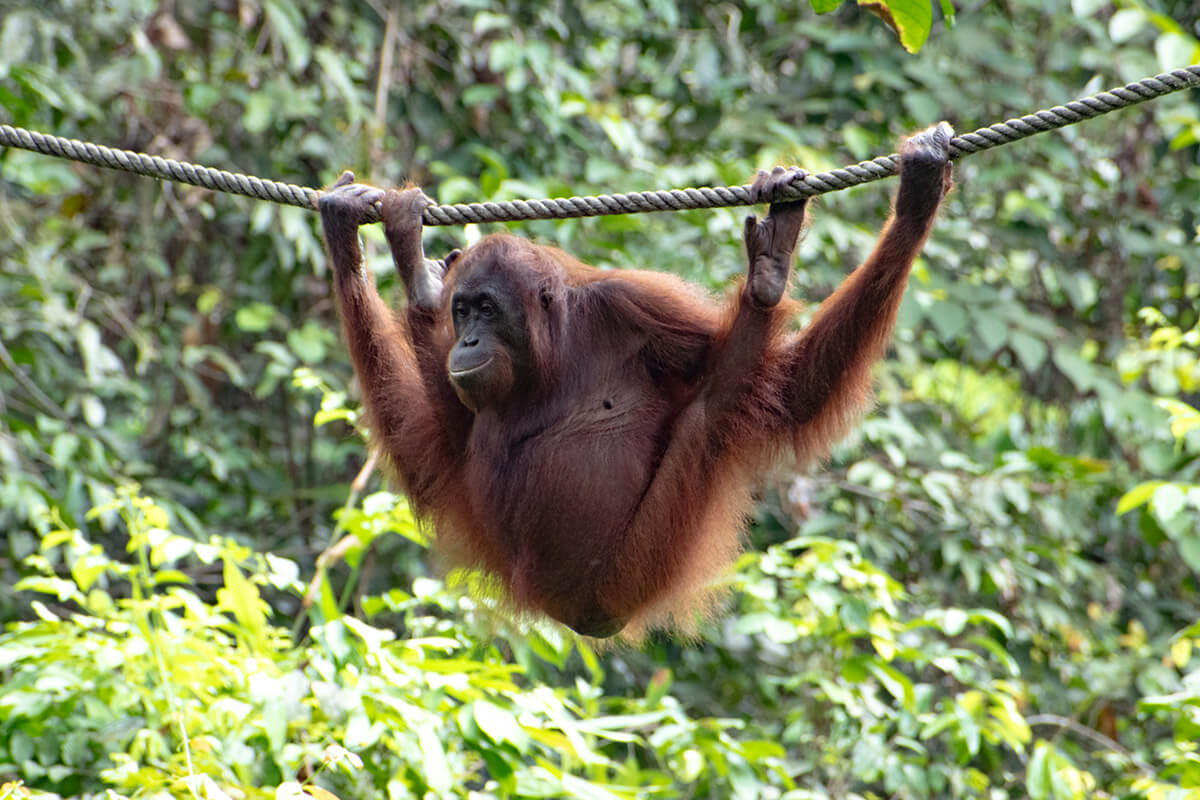 imprescindibles que ver en malasia