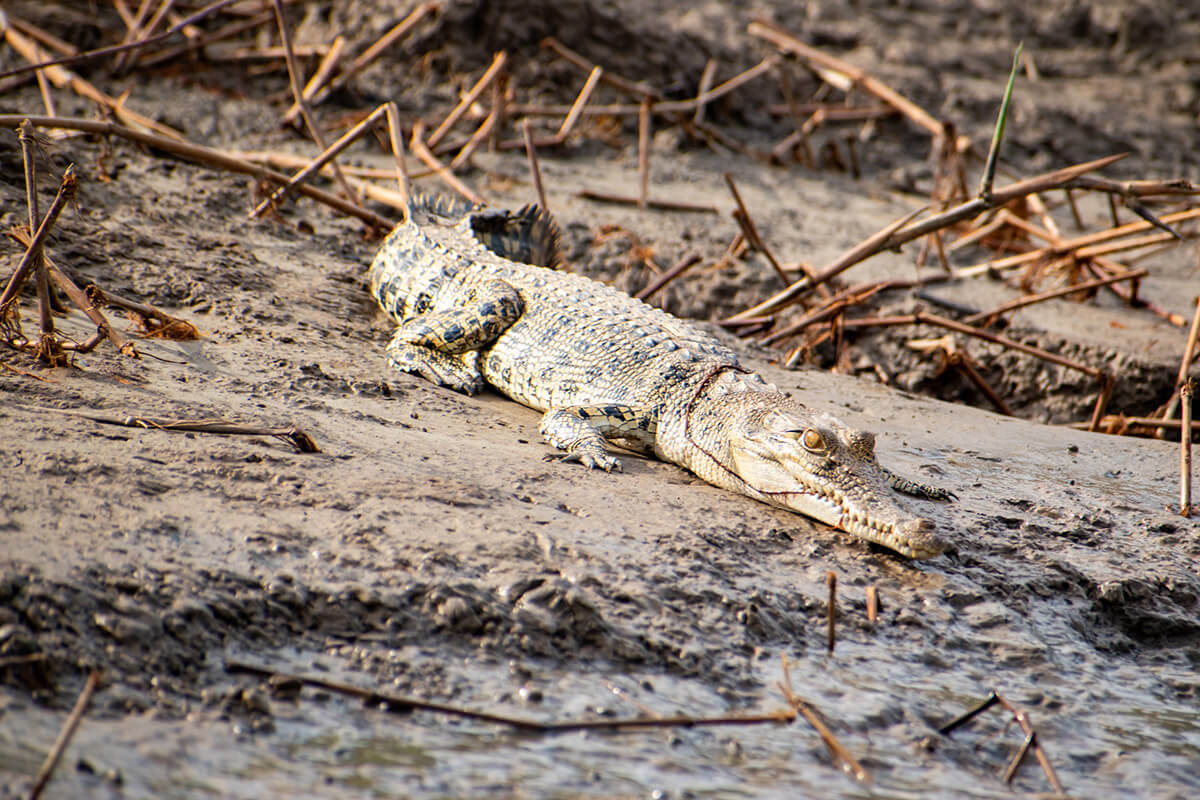cocodrilos en borneo