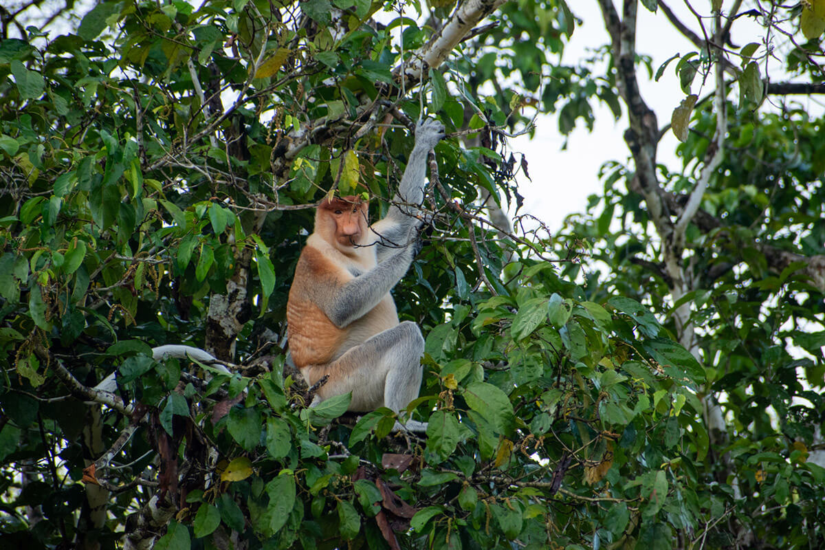 que hacer en malasia