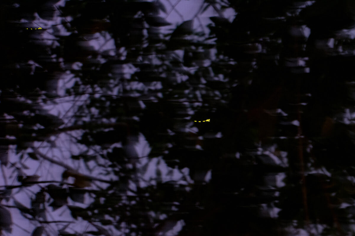 luciérnagas en kuala selangor