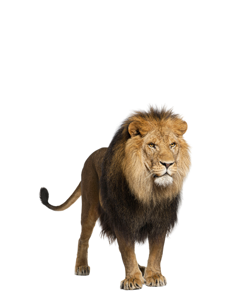 que ver parque kruger sudáfrica