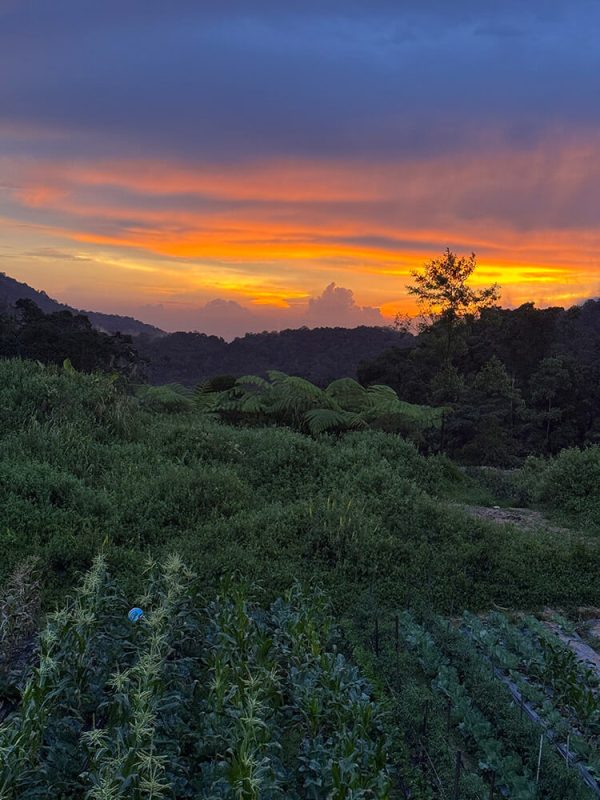 cameron highlands malasia