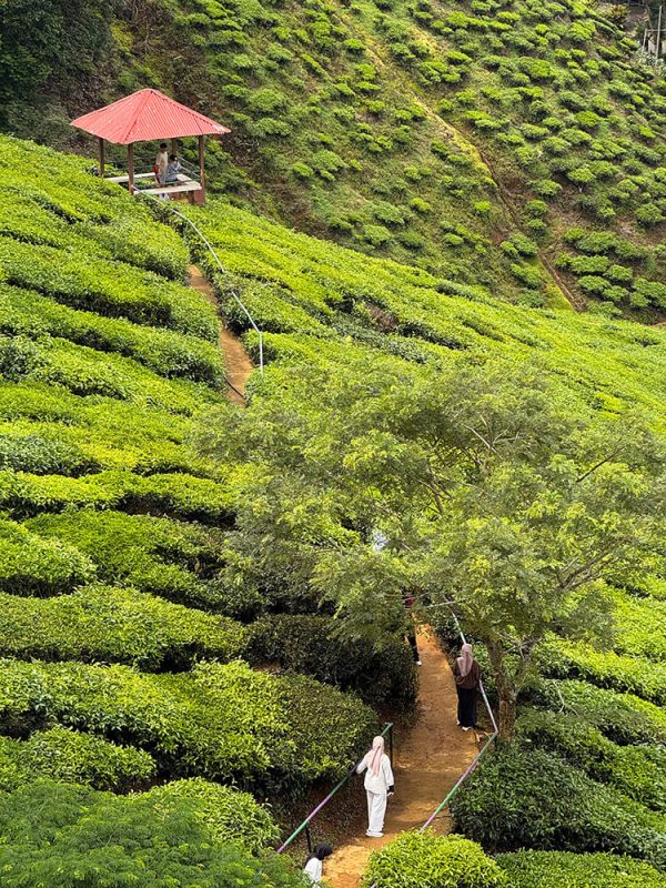 que ver en cameron highlands