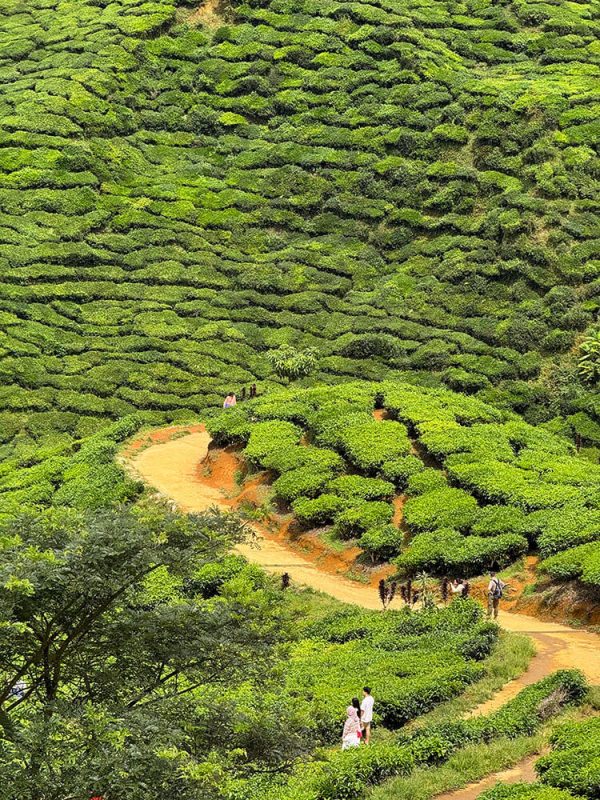 bharat tea plantation