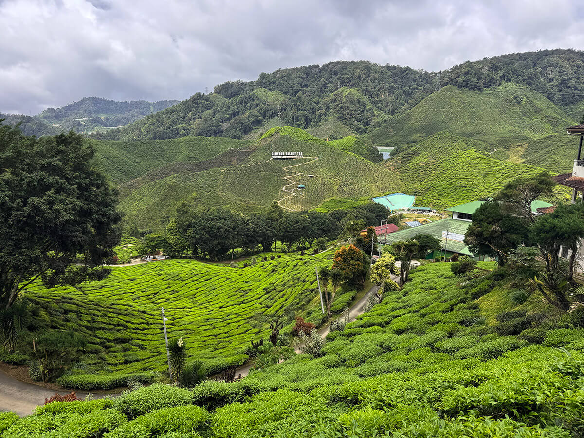 plantaciones de te cameron highlands